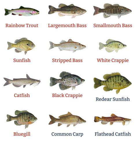 Fish Index .